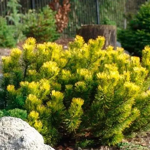 Сосна привитая Agro-Market 2-х летняя горная Carstens Wintergold С2 высота 20-25 см 187458 1 саженец в упаковке - фото 1