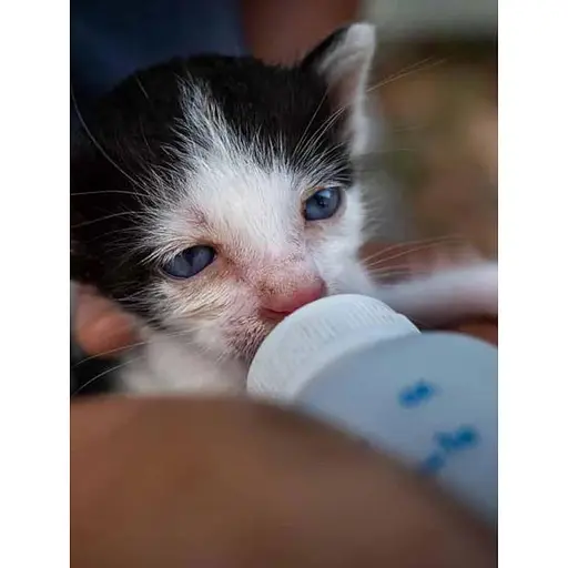 Kittens – Олдертон Дэвид - фото 4