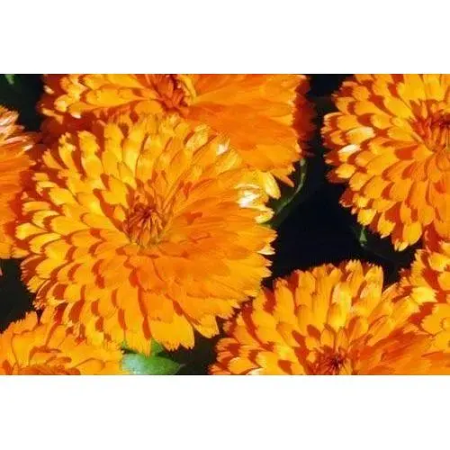 Календула "Дежавю" Весна 3г (13292) - фото 1