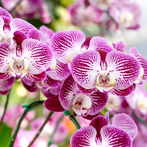 Рідке добриво для орхідей COMPO 0.5 л - фото 12