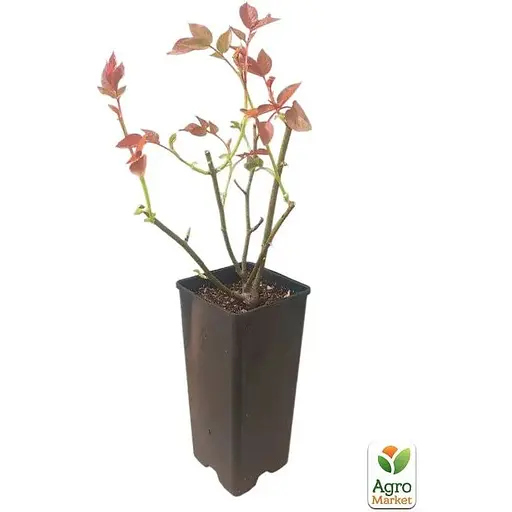 Роза шраб Agro-Market Emilien Guillot в контейнере, высший сорт (190047) 1 саженец в упаковке - фото 3