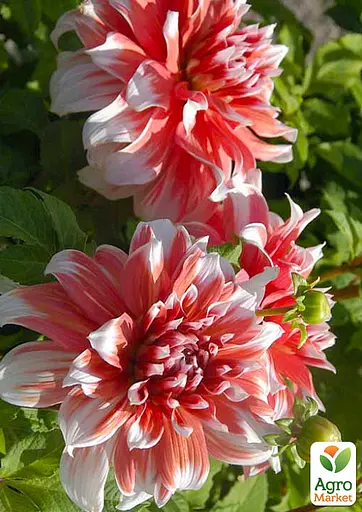 Георгина "Frost Nip" (гигантский цветок) (23555) - фото 3