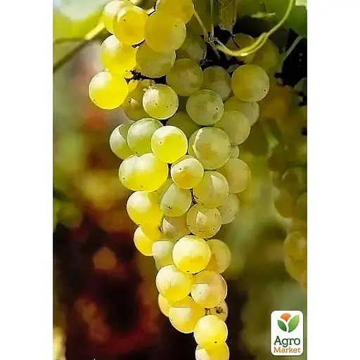 LMTD Виноград ранний Agro-Market Vroege van der Laan (сортовой, укорененный) (185701) 1 саженец в упаковке Нидерланды - фото 1