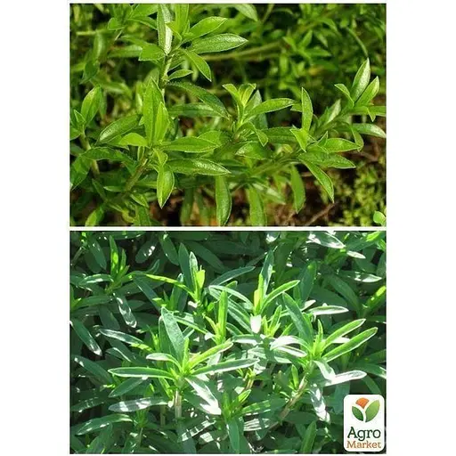 Чабер "Благоухающий" ТМ "Весна" 2г (32095) - фото 4