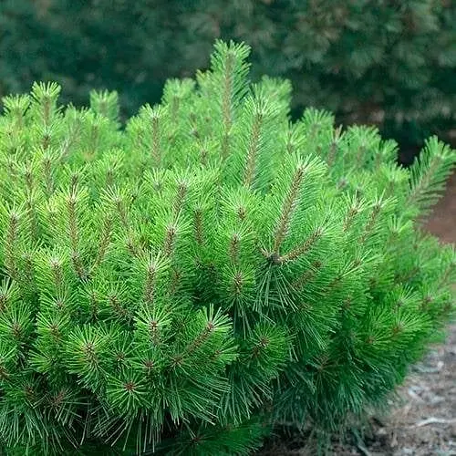Сосна привитая Agro-Market 2-х летняя густоцветковая Jane Kluis С2 высота 20-25 см 187461 1 саженец в упаковке - фото 1