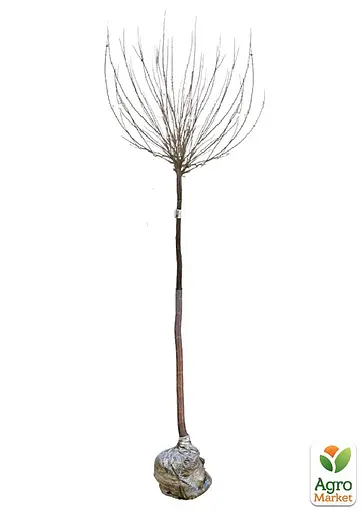 Мигдаль декоративний Agro-Market "Біле вітрило" на штамбі (вік від 2-х років, висота 150-190 см) (52702) 1 саджанець в упаковці - фото 2