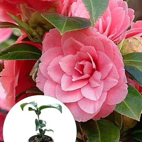 Камелия японская "Princess Baciocchi" (181736) 1 саженец - фото 3