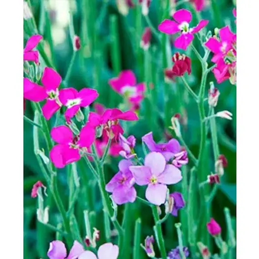 Матиола "Многолетняя" Весна 8г (22425) - фото 1