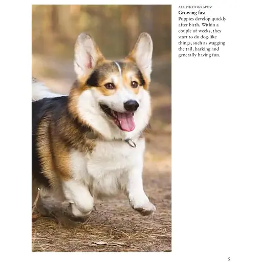 Dogs - Джексон Том - фото 3