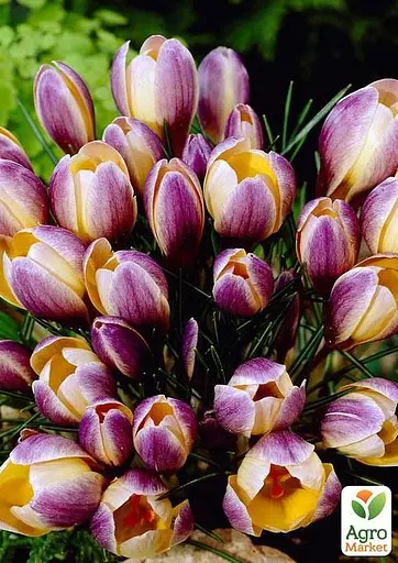 Крокус ботанический "Advance" (размер 5/7, средний) 5 шт (39441) - фото 2