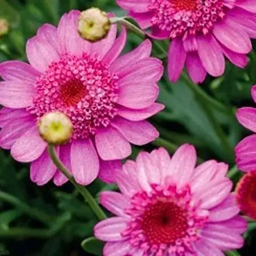 Аргирантемум "Powder Puff" (контейнер № 10 высота 15 см) (47993) 1 саженец - фото 1