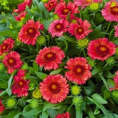 Гайлардія багаторічна великоквіткова "Guapa Red" (вазон Р9) (189463) 1 саженец - фото 1