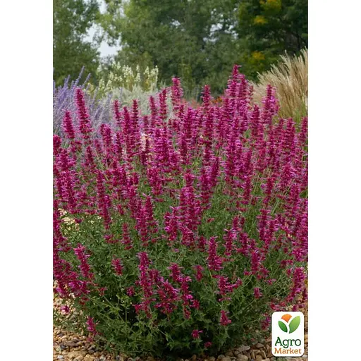 Агастахис "Rosie Posie" (лофант многолетний, цветет до заморозков) (188535) 1 саженец в упаковке - фото 2