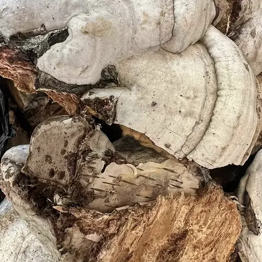 100 г гриб березовый трутовик сушеный