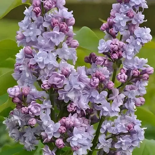 Сирень 2-летняя обыкновенная Maurice de Vilmorin, С1.5 (188522) 1 саженец в упаковке - фото 1