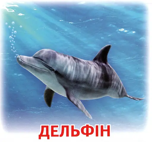 Жителі морів та океанів. Роздавальні картки - фото 3