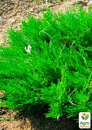 Можжевельник казацкий "Mas" (вазон Р9 высота 10-20 см) (187828) 1 саженец - фото 2