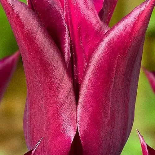 Тюльпан "Purple Heart" (лилиоцветный) (186182) 2 шт - фото 1