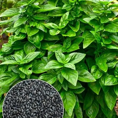 Базилик "Зеленый" (Зипер) ТМ "Весна" 1,5г (11924) - фото 1