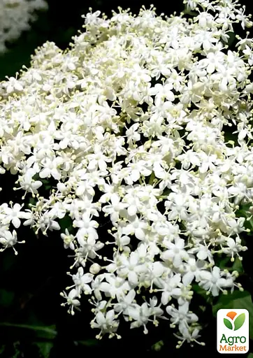 Бузина чорна "Хайдег" контейнер Р9 (189432) 1 саженец - фото 2