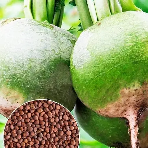 Редька "Ніка" ТМ "Весна"  10г (178654) - фото 1