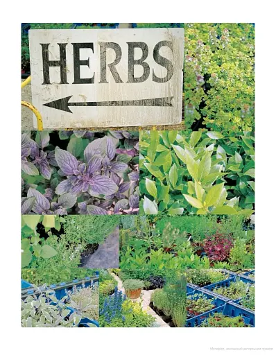 The Naked Chef. Book 1 - фото 14