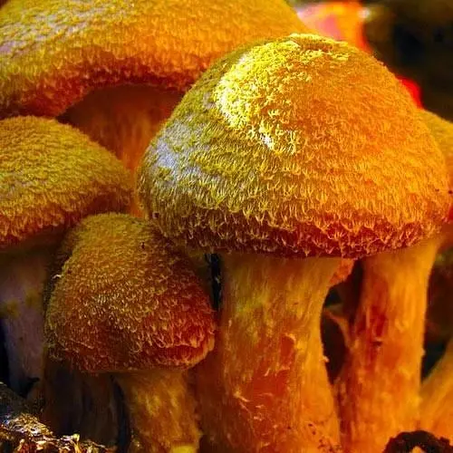 Сухий зерновий міцелій "Опеньок товстоногий" 100г (45584) - фото 1