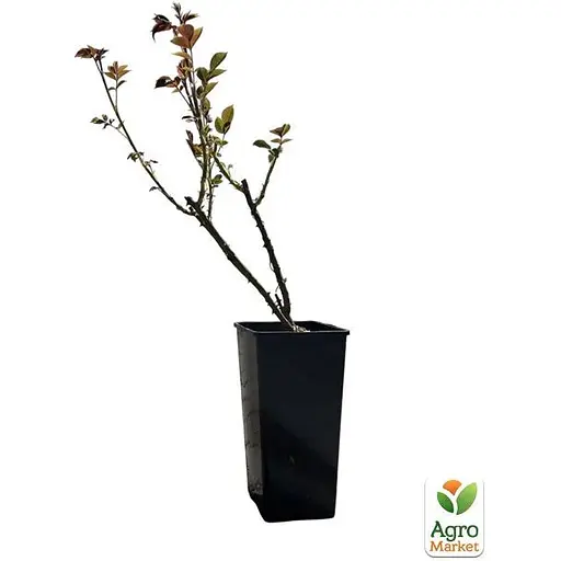 Роза флорибунда Agro-Market Новалис' в контейнере, высший сорт (185415) 1 саженец в упаковке - фото 3