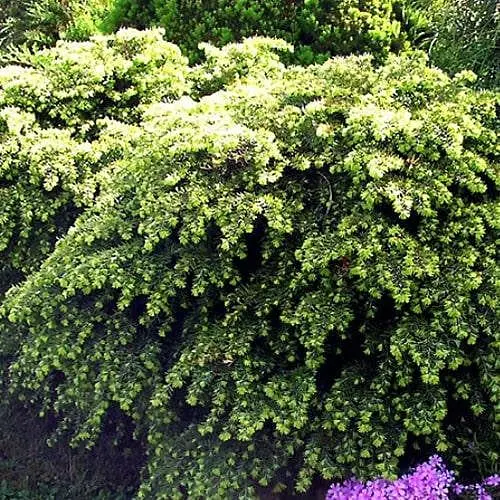 Тсуга канадская Agro-Market Jeddeloh C2 высота 15-20см диаметр 20-30 см 188032 1 саженец в упаковке - фото 1