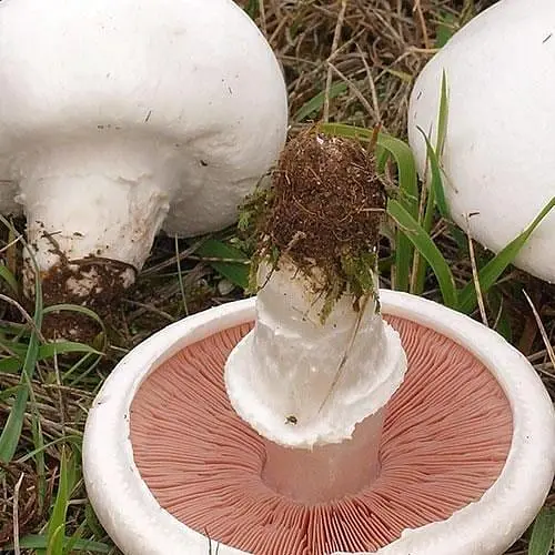 Сухий зерновий міцелій "Печериця лугова" 10г (45510) - фото 1