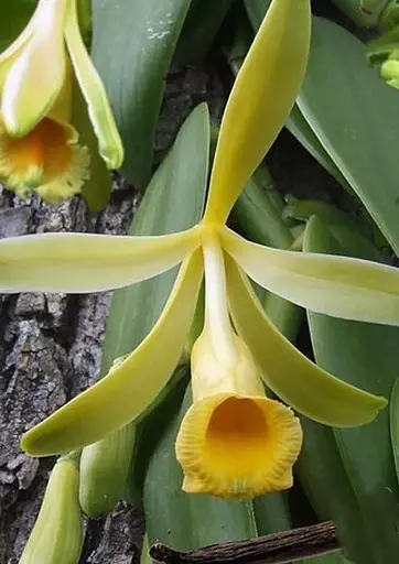 Ваніль мадагаскарська Bourbon (Бурбон) (49891) 1 саджанець в упаковці - фото 1