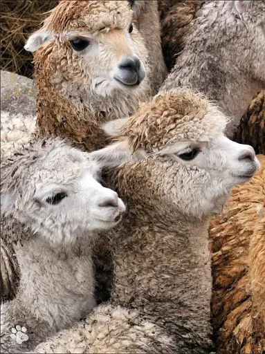 Animal Antics - фото 2