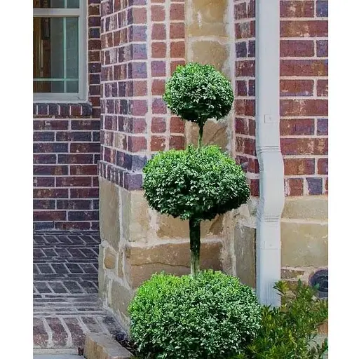 Самшит вечнозеленый формованный 3-х ярусный (189766) 1 саженец - фото 1