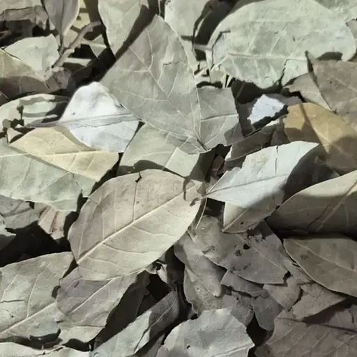 100 г лаврове листя сушене, свіжий урожай