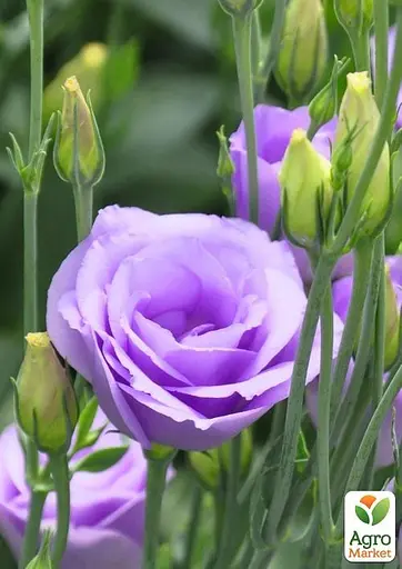 Эустома махровая "Mariachi Lavender" укоренена в контейнере Р9 (51991) 1 саженец - фото 2