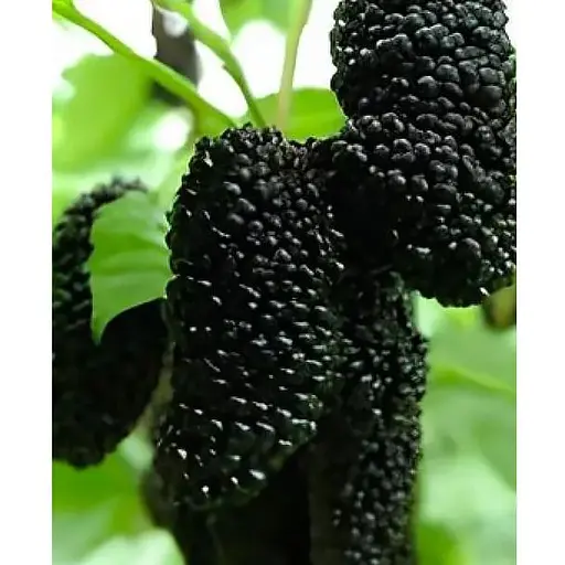 Шовковиця щеплена "Чорний принц" вкорінена в контейнері (саджанець 2 роки) (186237) 1 саджанець в упаковке - фото 1