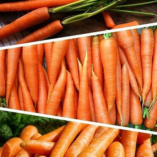 Морква "Суміш кращих популярних сортів" ТМ "Весна"  15г (45525) - фото 1