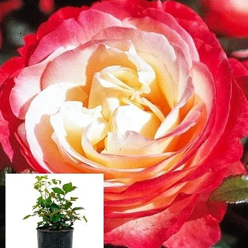 Роза в контейнере чайно-гибридная "Nostalgie" (саженец класса АА+) (180847) 1 саженец - фото 2