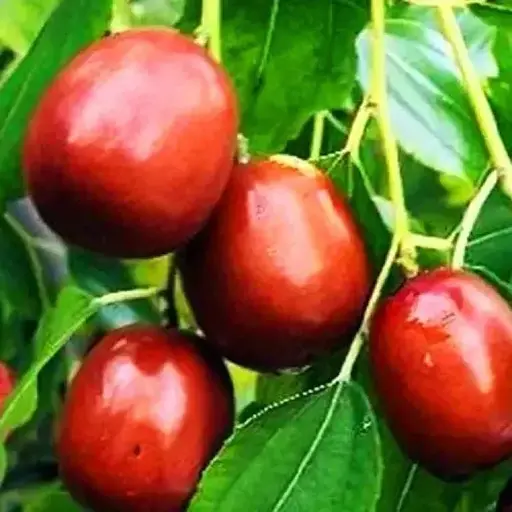 Зизифус (унаби) Agro-Market "Первенец" (средний срок созревания, высокоурожайный сорт) вазон Р9, высота 10-15 см (187590) 1 саженец в упаковке - фото 1