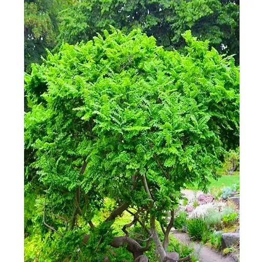 Вяз мал Жаклин Хиллер (подходит для формирования бонсай) высота 15-25см (187717) 1 саженец - фото 1