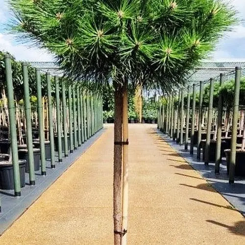 Сосна гірська Agro-Market на штамбі Sunshine С5 висота 45-55 см 188049 1 саджанець в упаковці - фото 1