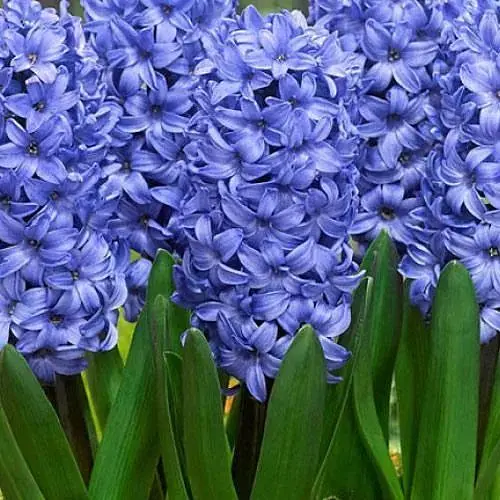 Гиацинт "Delft Blue" (186353) 2 шт - фото 1