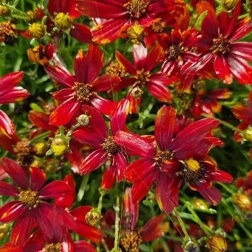 Кореопсис мутовчастий "Ladybird" (багаторічний морозостійкий) (189524) 1 саженец - фото 1