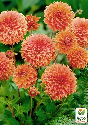 Жоржина "Orange Impact" (176030) 1 шт - фото 2