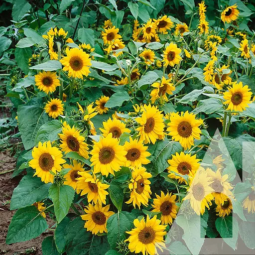 Соняшник Садиба Центр Тополіно декоративний 0.5 г 