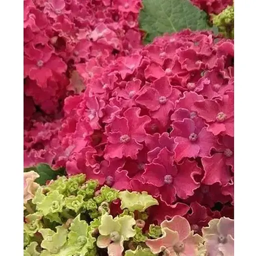 Гортензія крупнолиста 2-річна "Curly Sparkle Hot Pink" висота саджанця 25-45см (186189) 1 саженец - фото 1