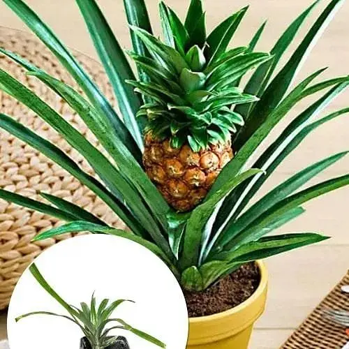 Ананас кімнатний Agro-Market Чампака (184132) 1 саджанець в упаковці  - фото 4