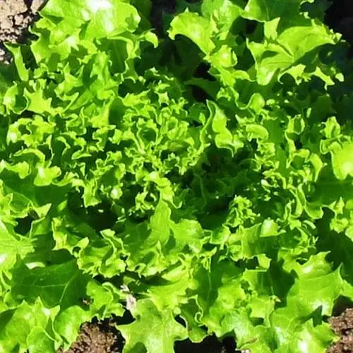 Салат Весна Сніжинка (у банці) Органік 10г (46695) - фото 2