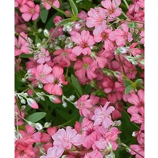 Гипсофила розовая (Зипер) "Весна" 1г (12056) - фото 1