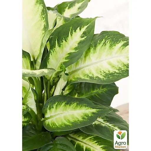Дифенбахия (Dieffenbachia) Agro-Market Camilla высота 30-50 см (185443) 1 саженец в упаковке комнатный - фото 3